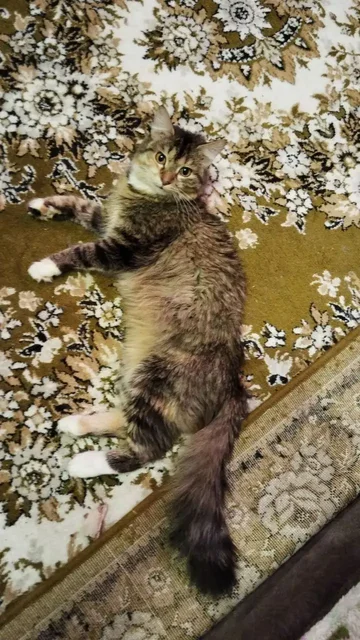 Кошка с коробки ищет дом - Собаки в Нижневартовск