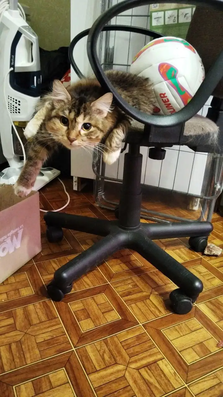 Кошка с коробки ищет дом - Кошки (Животные) в Нижневартовск