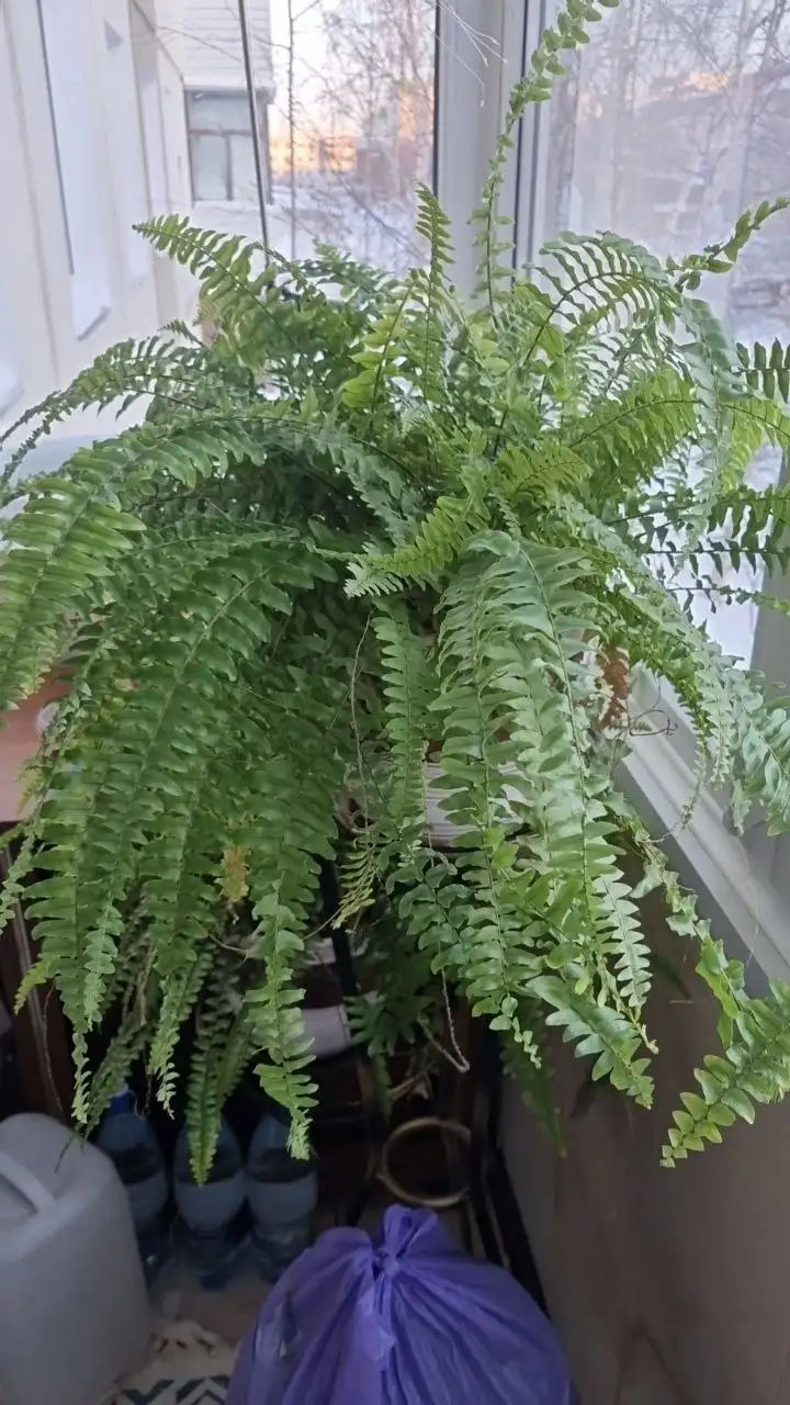 Папоротник домашний с горшком - Растения (Барахолка) в Нижневартовск