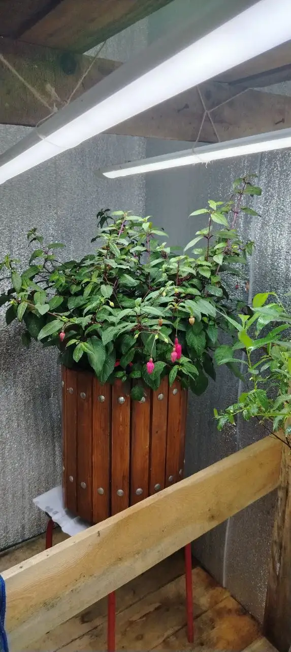 Продам фуксию в большом самодельном вазоне 19л - Комнатные растения (Хобби и отдых) в Нижневартовск