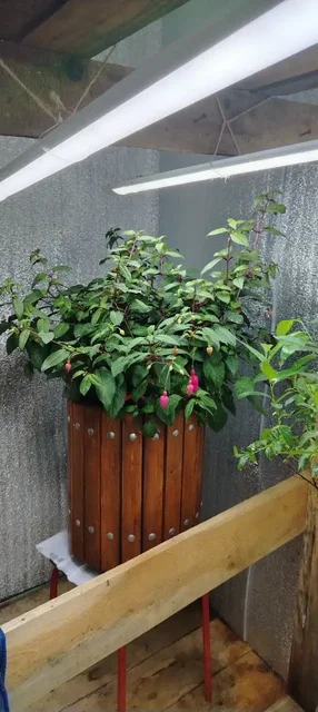 Продам фуксию в большом самодельном вазоне 19л - Ручная работа в Нижневартовск