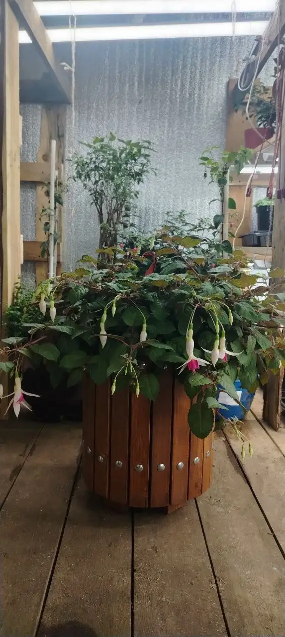 Продам фуксию в большом самодельном вазоне 19л - Комнатные растения (Хобби и отдых) в Нижневартовск