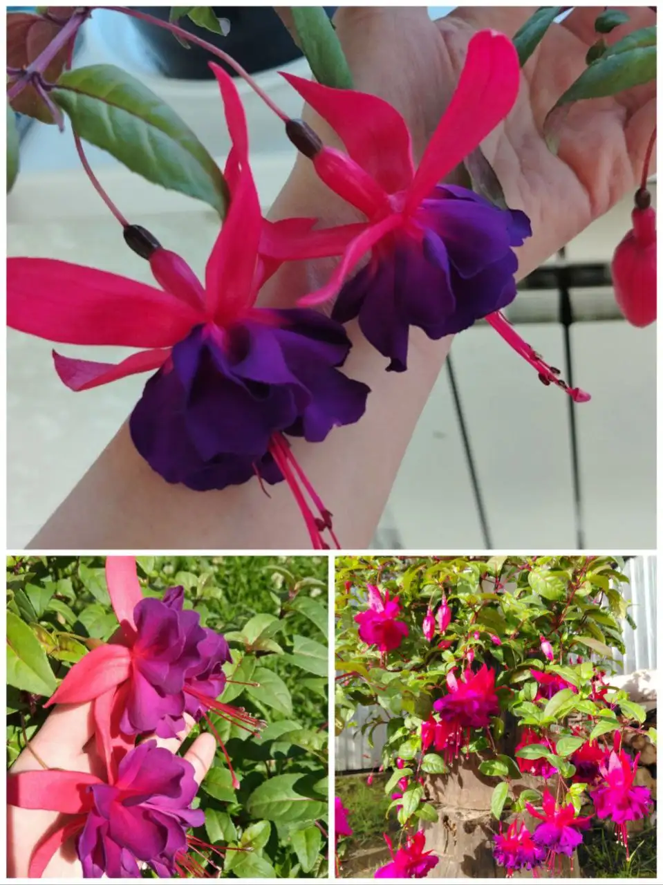 Продам фуксию в большом самодельном вазоне 19л - Комнатные растения (Хобби и отдых) в Нижневартовск