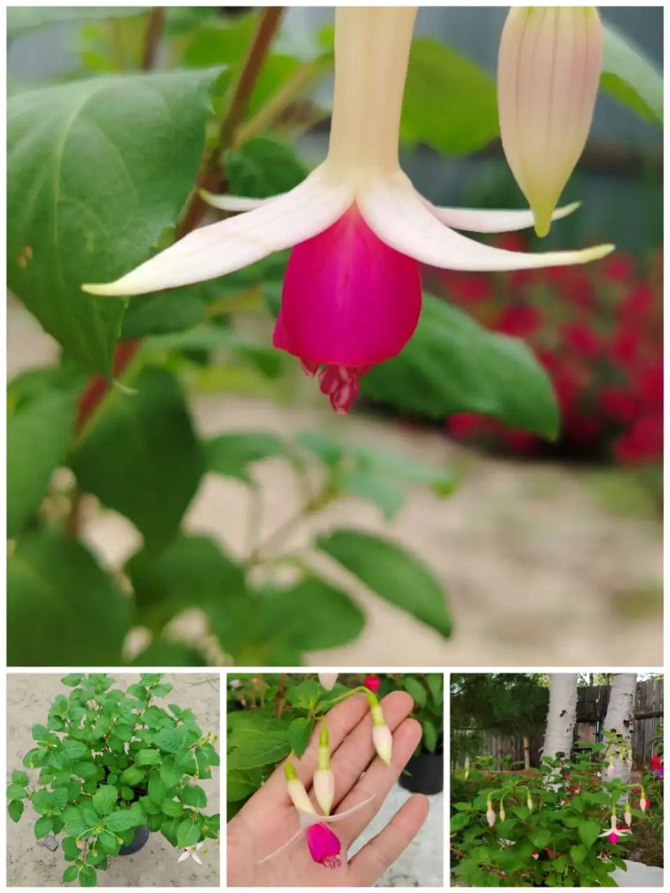 Продам фуксию в большом самодельном вазоне 19л - Комнатные растения (Хобби и отдых) в Нижневартовск