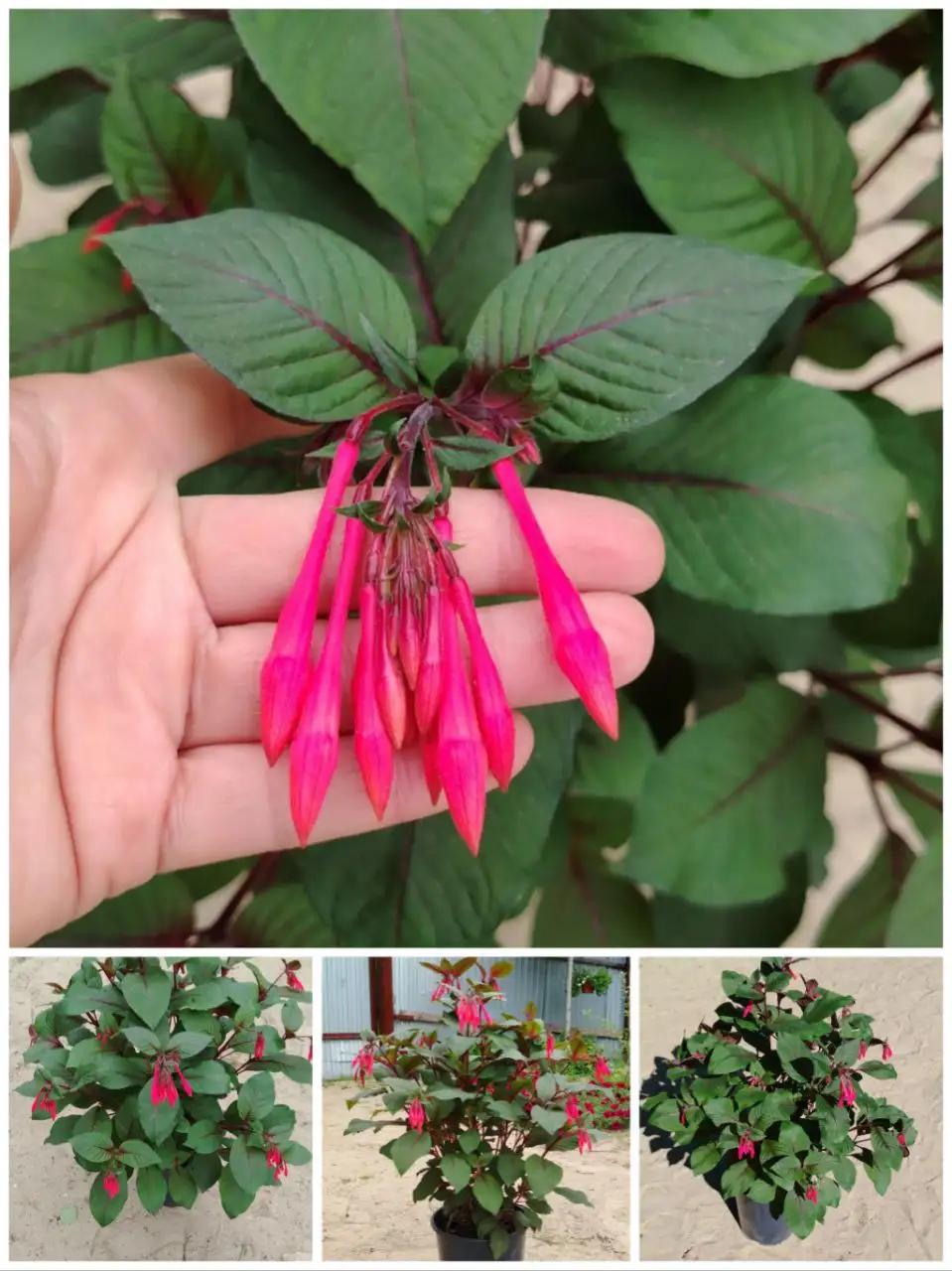 Продам фуксию в большом самодельном вазоне 19л - Комнатные растения (Хобби и отдых) в Нижневартовск