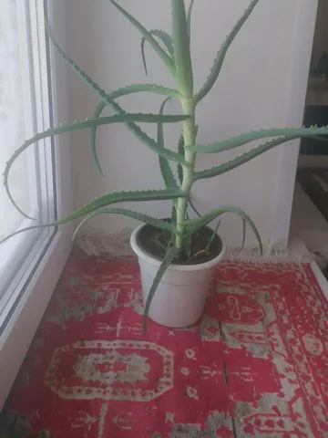 Продажа отростка 16-летнего алоэ - Двери в Нижневартовск