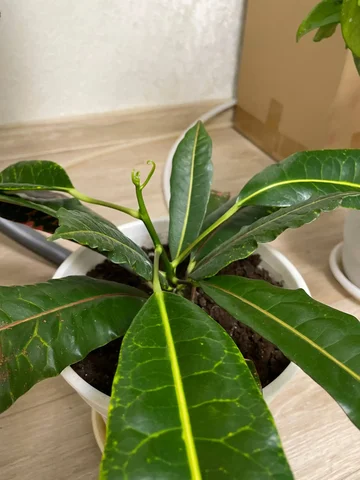 Продажа растения Кодиеум (кротон) - Парфюмерия в Нижневартовск