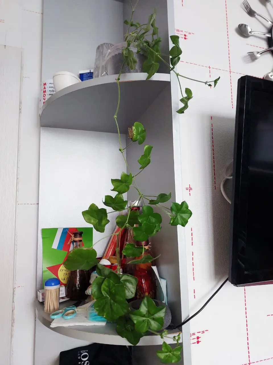 Герань ампельная - Растения (Хобби и отдых) в Нижневартовск