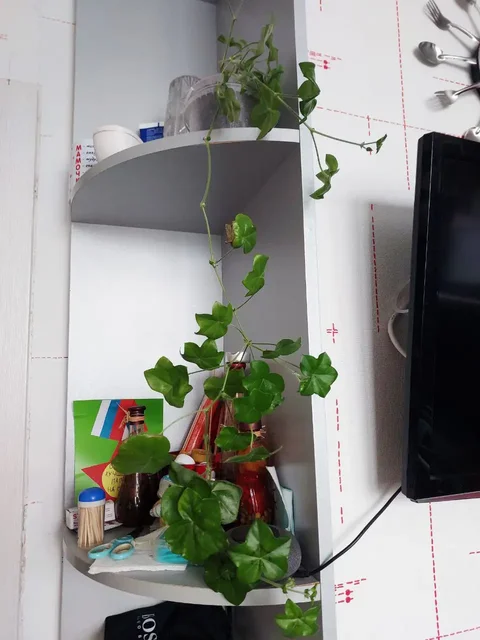 Герань ампельная - Квадроциклы/ATV в Нижневартовск