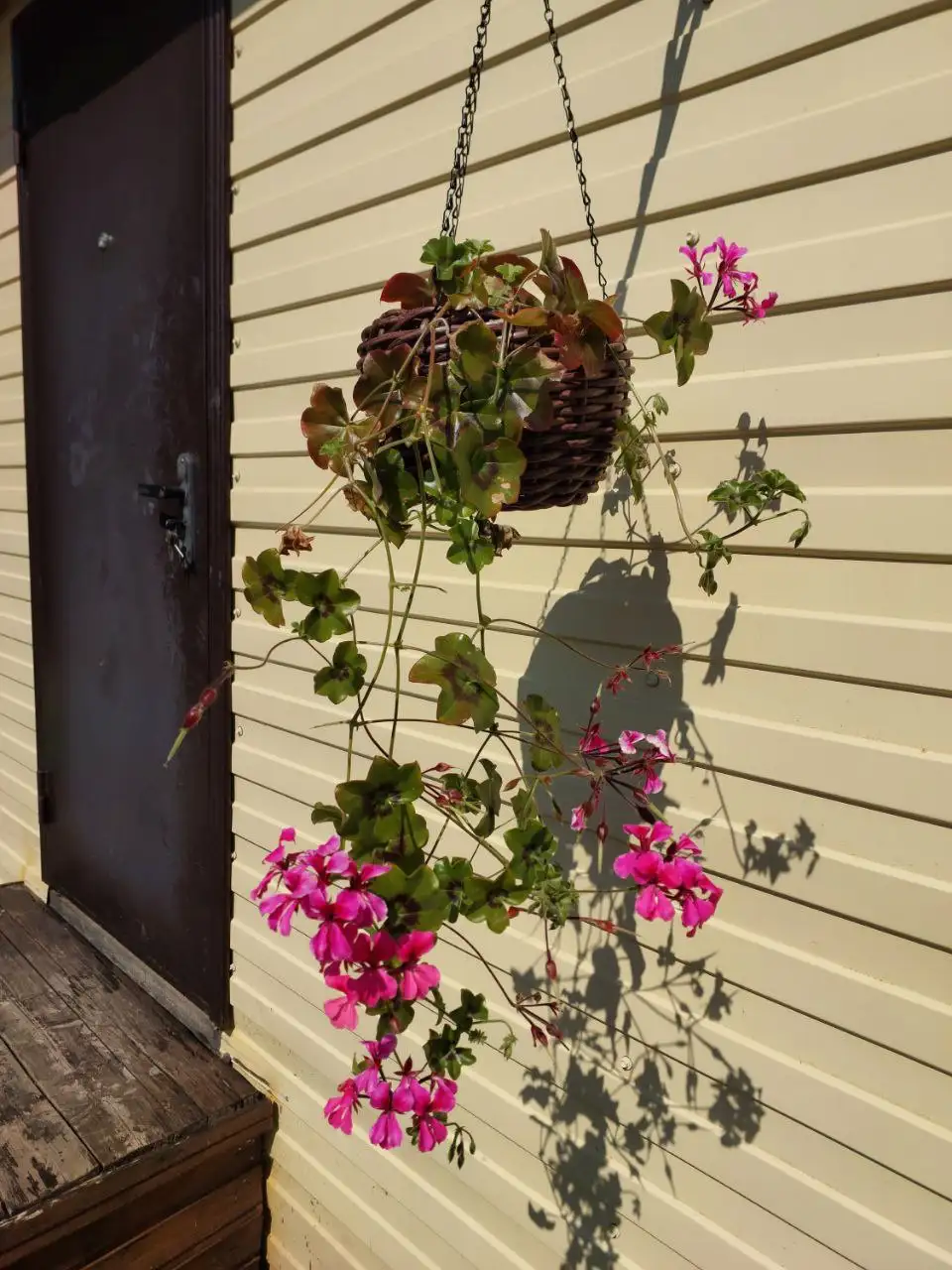 Герань ампельная - Растения (Хобби и отдых) в Нижневартовск