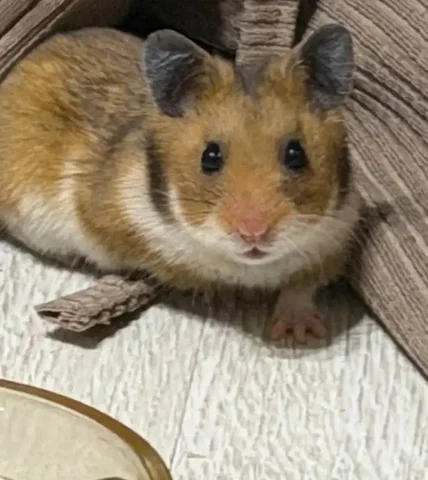 Сирийский хомячок отдам бесплатно - Животные в Нижневартовск