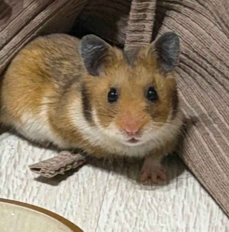 Отдам сирийского хомячка бесплатно - Грызуны (Животные) в Нижневартовск