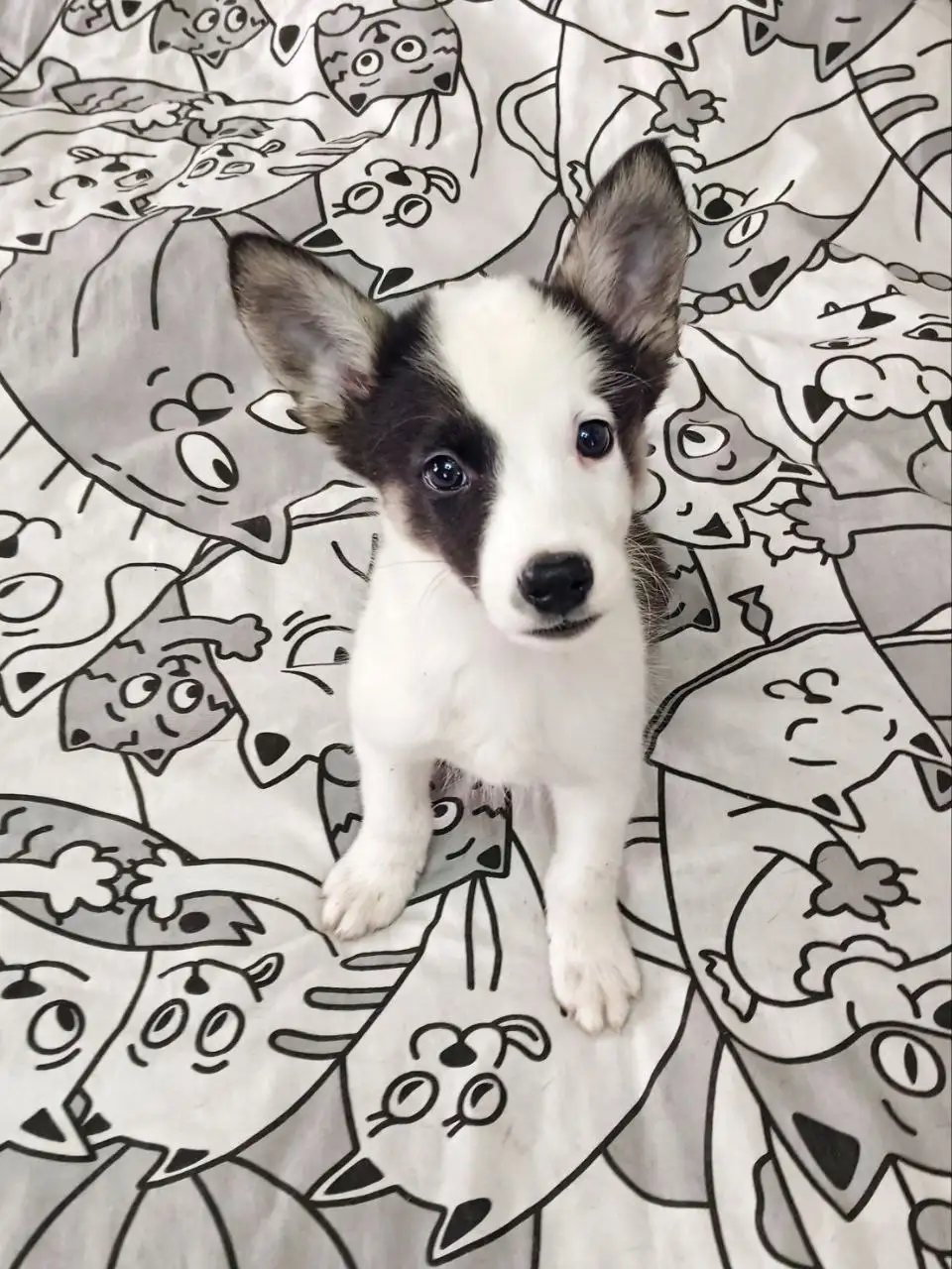 Щенок Акбая 3 месяца ищет семью - Собаки (Животные) в Нижневартовск