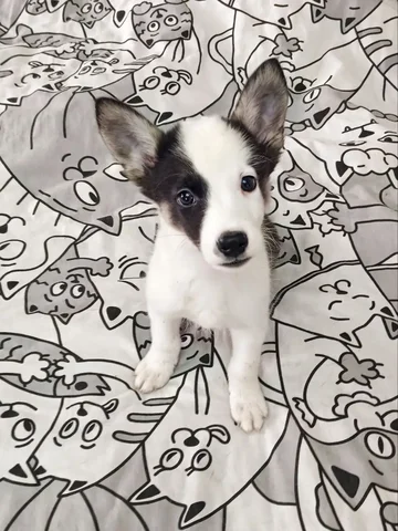 Щенок Акбая 3 месяца ищет семью - Животные в Нижневартовск