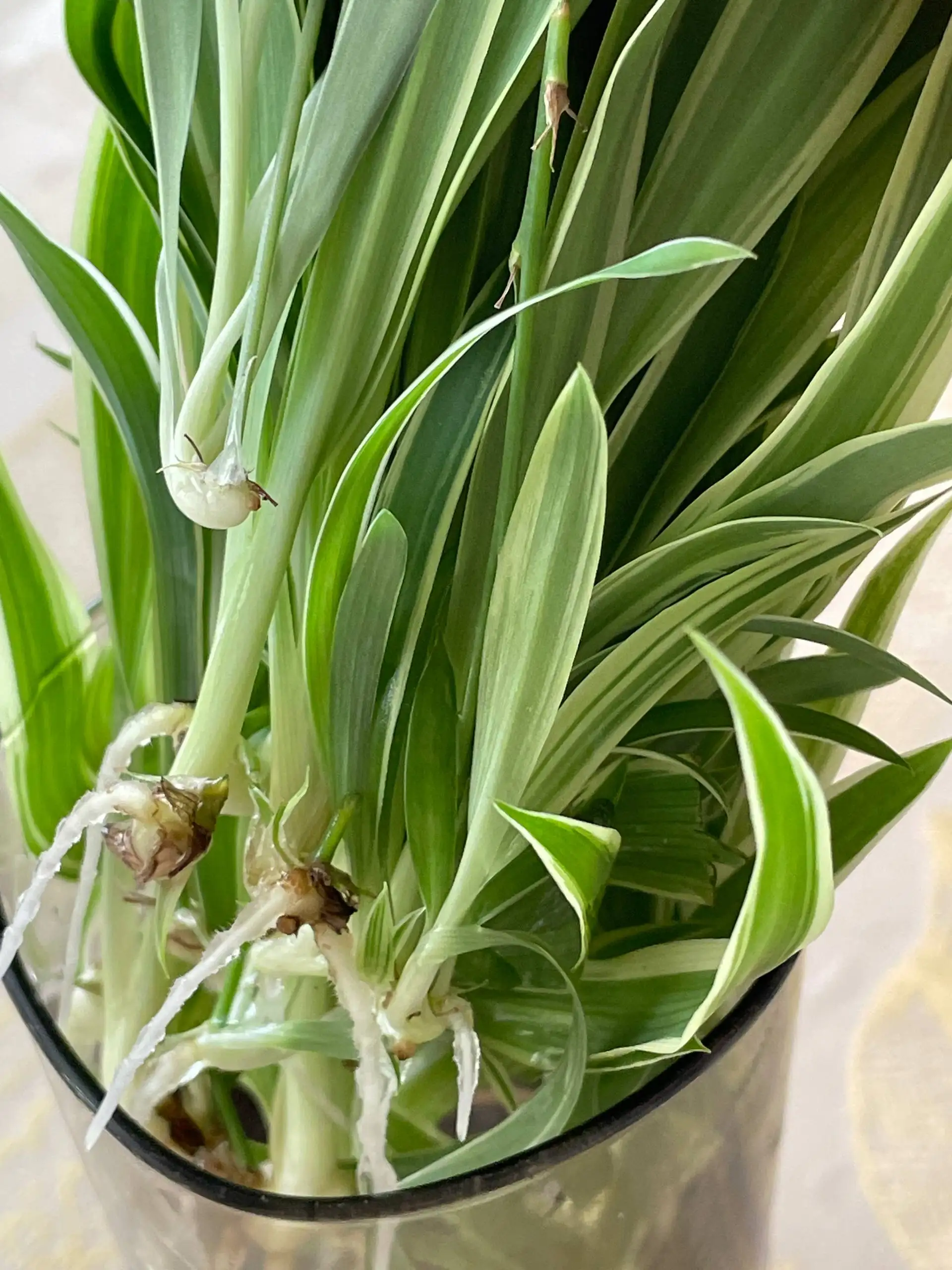Хлорофитум - Барахолка в Нижневартовск