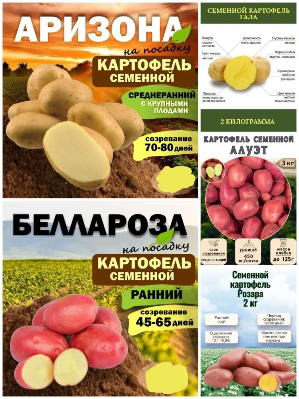 Семенной картофель различных сортов на май 2026 - Сад и огород (Хобби и отдых) в Нижневартовск