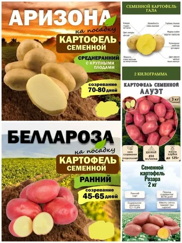 Семенной картофель различных сортов на май 2026 - частное объявление в Нижневартовск