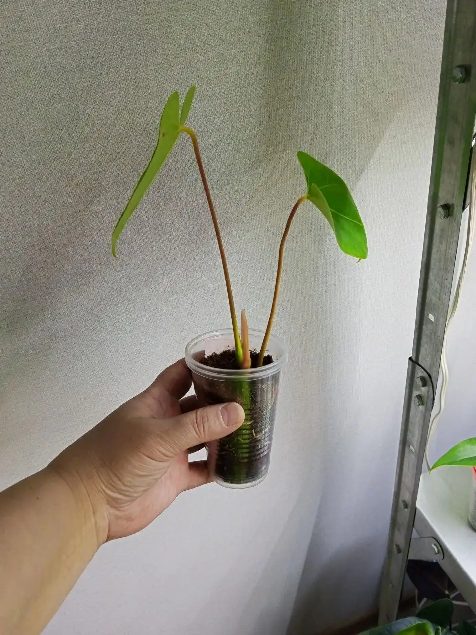 Антуриум сорта Фламинго Оранж - Комнатные растения (Растения) в Нижневартовск