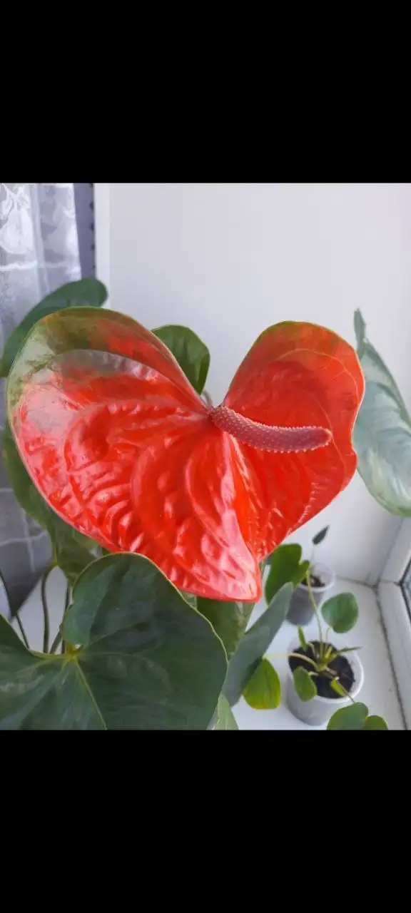 Антуриум сорта Фламинго Оранж - Комнатные растения (Растения) в Нижневартовск