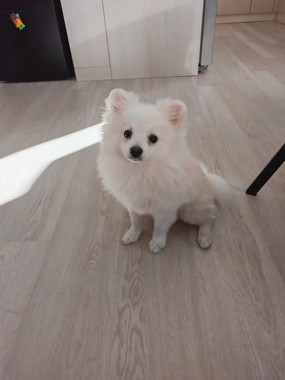 Продается годовалый шпиц - Собаки (Животные) в Нижневартовск