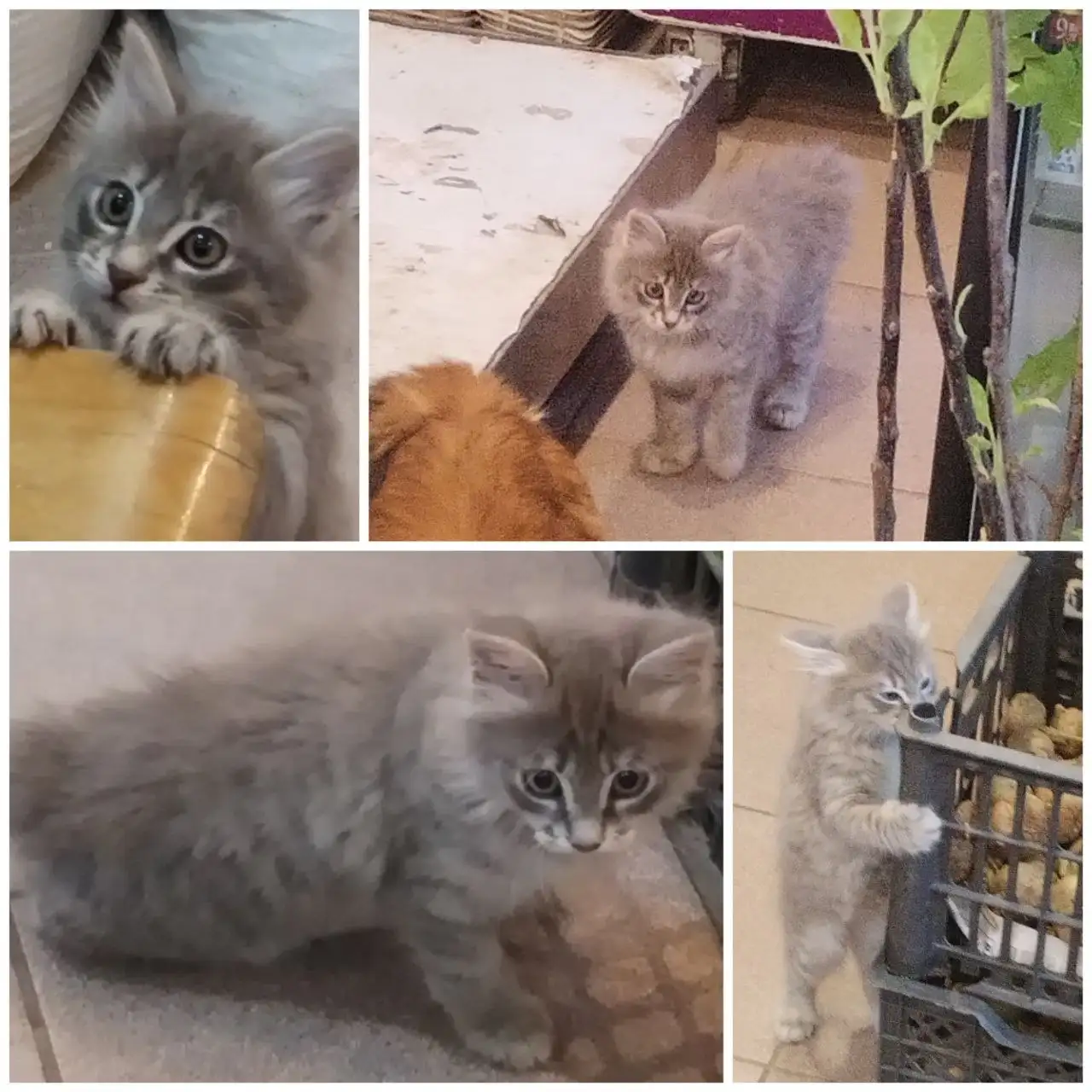 Котенок курильского бобтейла девочка - Кошки (Животные) в Нижневартовск