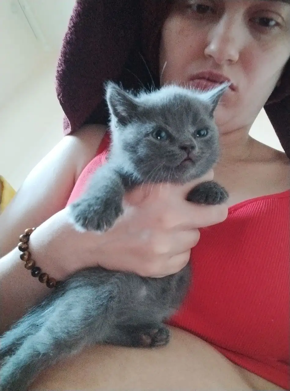 Продажа британских котят - Кошки (Животные) в Нижневартовск