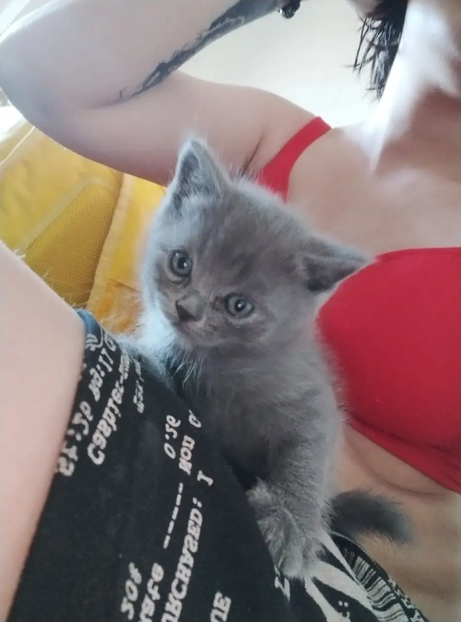 Продажа британских котят - Кошки (Животные) в Нижневартовск