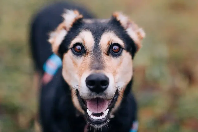 Продажа собаки Молли - Животные в Москва