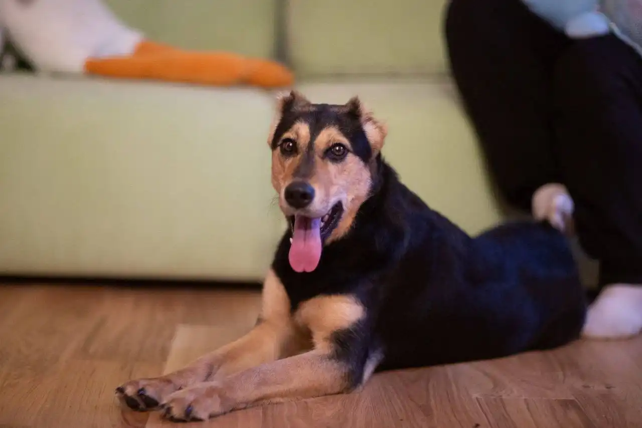 Продажа собаки Молли - Собаки (Животные) в Москва