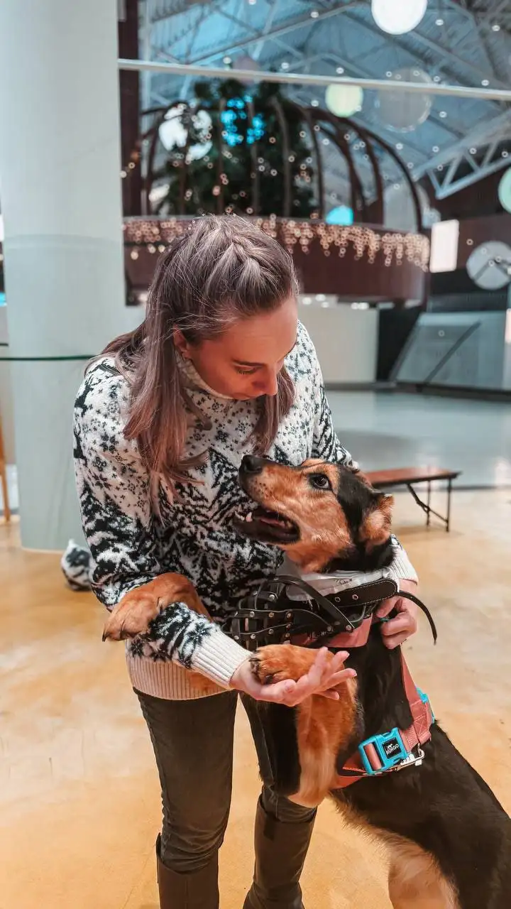 Очаровательная Молли ищет дом! - Собаки (Животные) в Королев