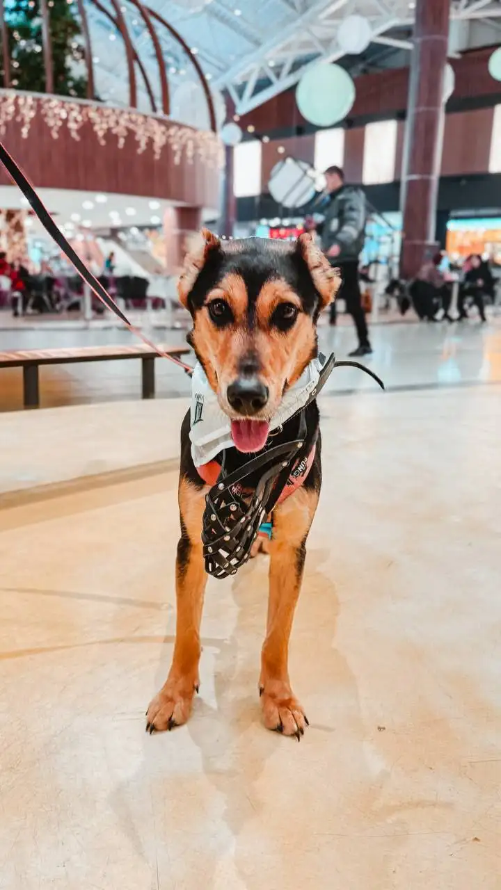 Очаровательная Молли ищет дом! - Собаки (Животные) в Королев