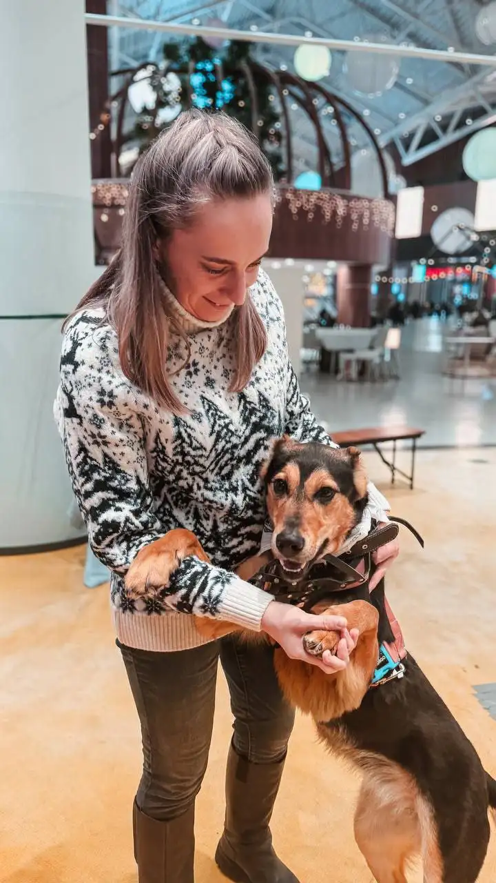 Очаровательная Молли ищет дом! - Собаки (Животные) в Королев