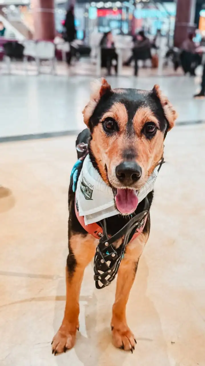 Очаровательная Молли ищет дом! - Собаки (Животные) в Королев