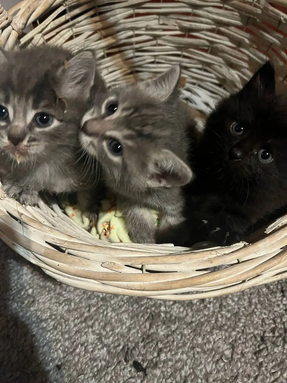 Котята в добрые руки - Кошки (Животные) в Королёв