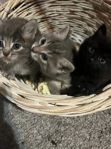 Котята в добрые руки - частное объявление в Королёв