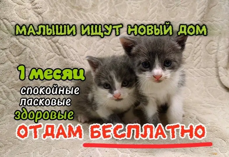 Отдам котят бесплатно - Кошки (Животные) в Неизвестно