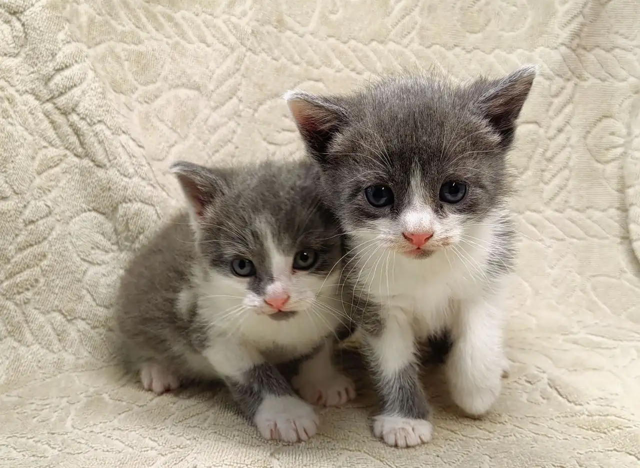 Отдам котят бесплатно - Кошки (Животные) в Неизвестно