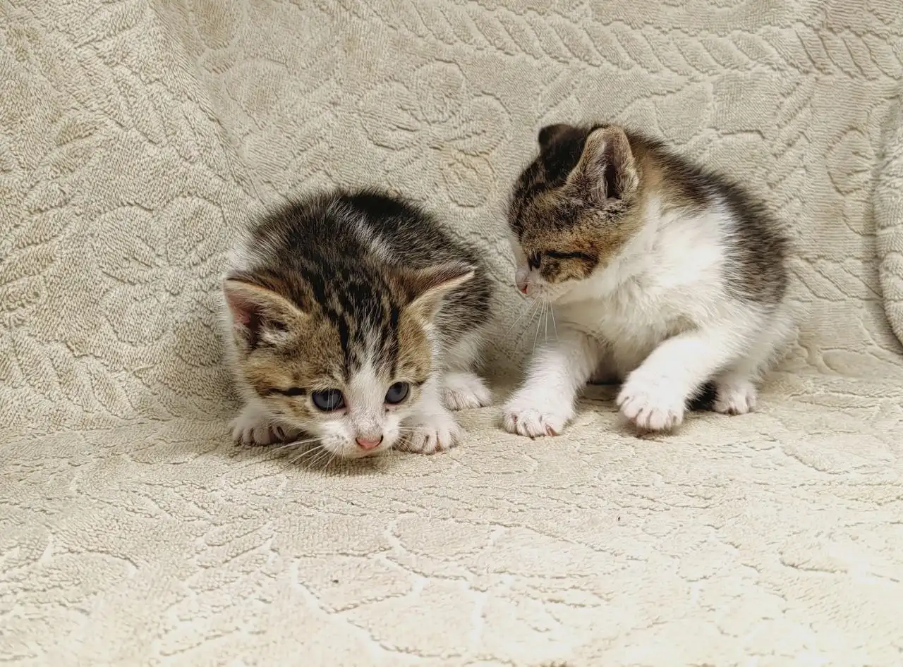 Отдам котят бесплатно - Кошки (Животные) в Неизвестно