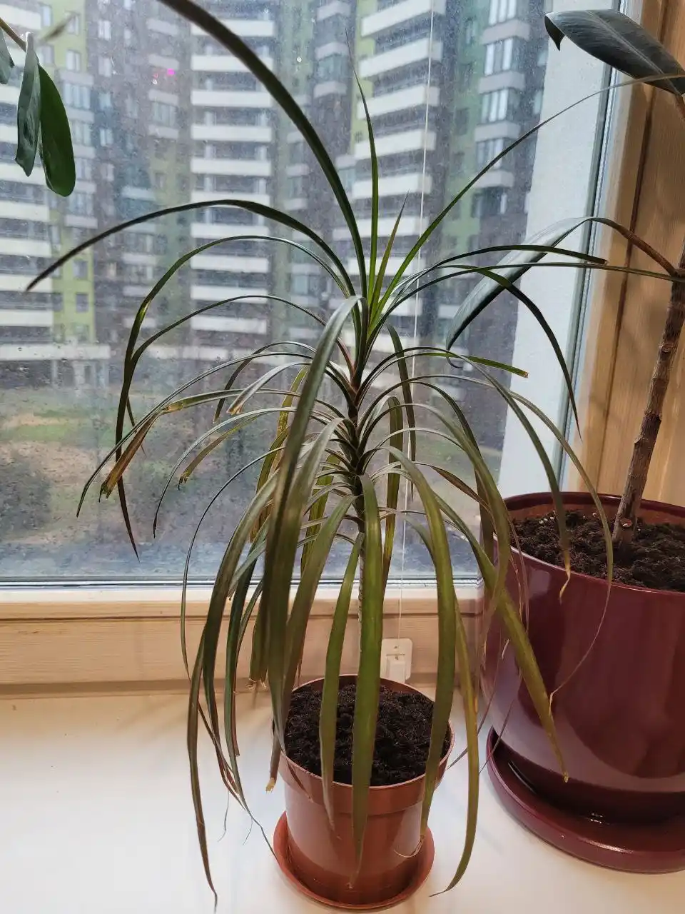 Драцена 45 см