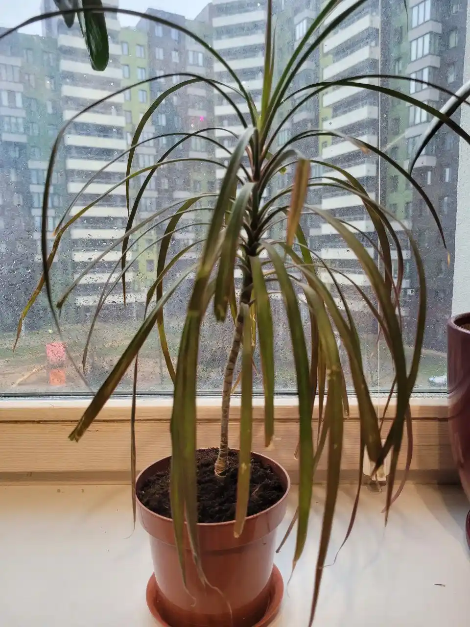 Драцена 45 см