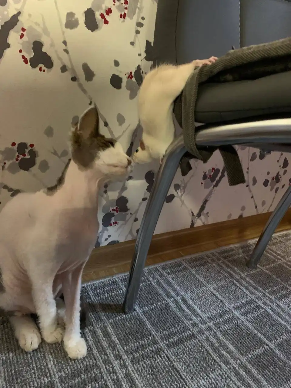 Кот Девон Рекс ищет хозяина