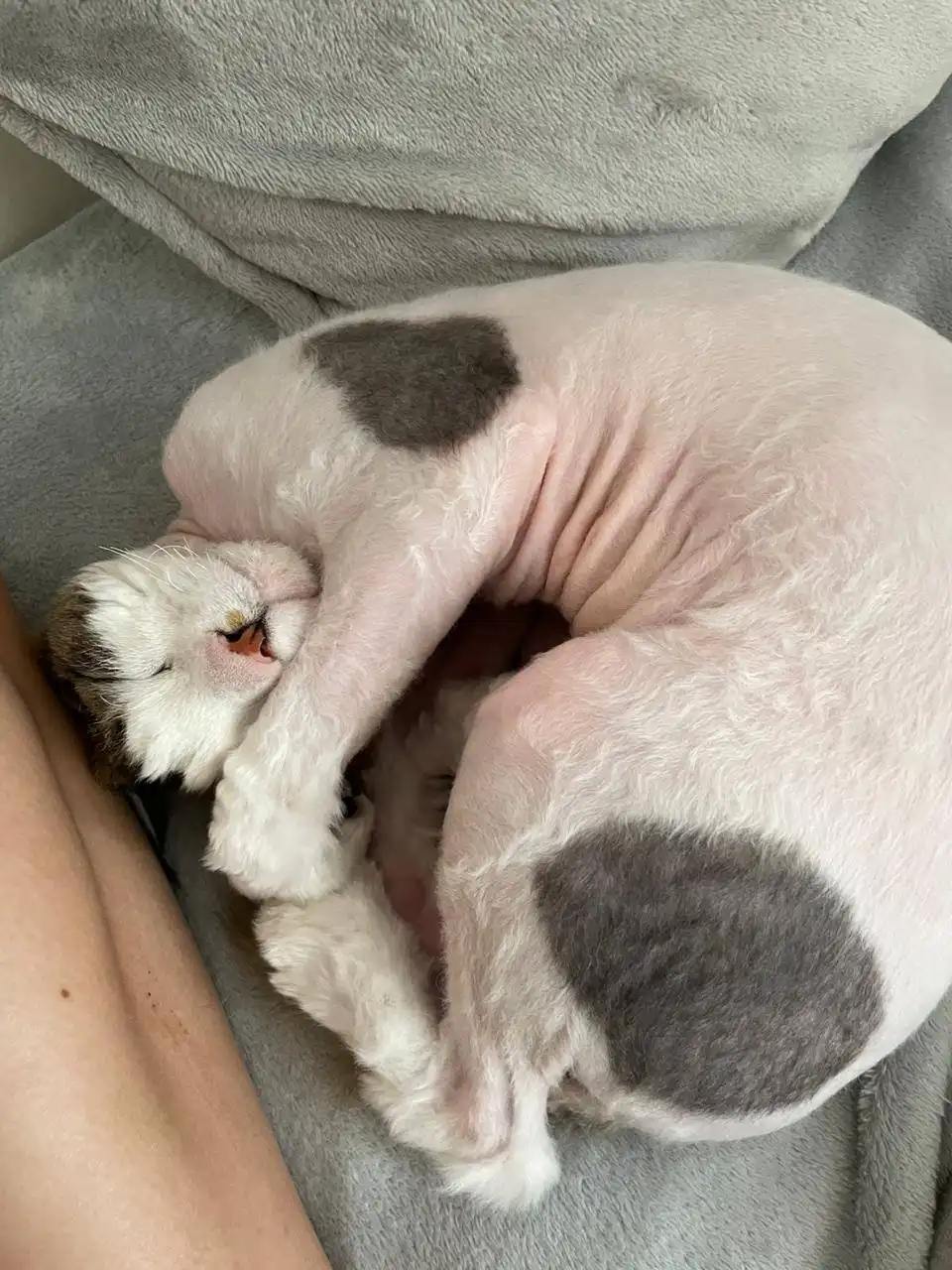 Кот Девон Рекс ищет хозяина