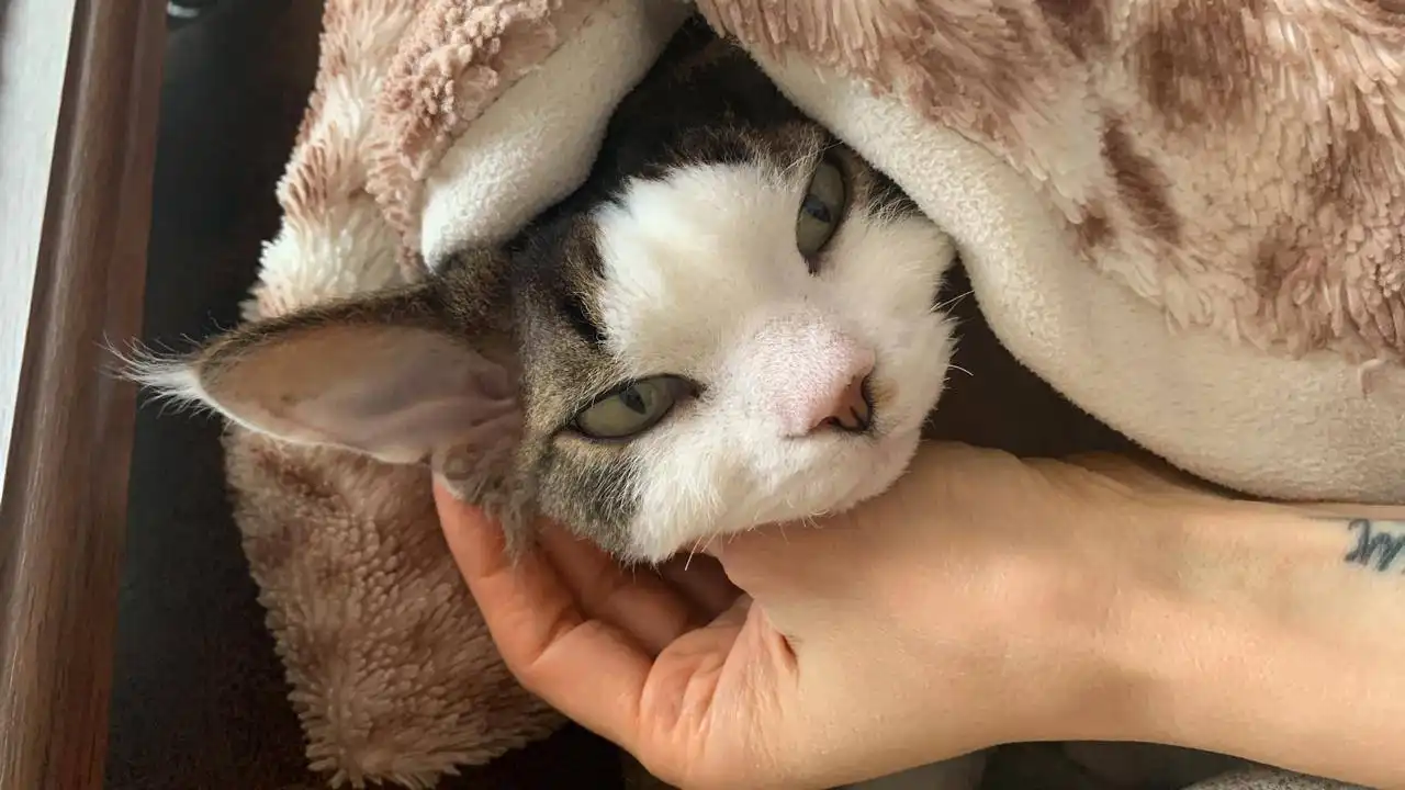 Кот Девон Рекс ищет хозяина