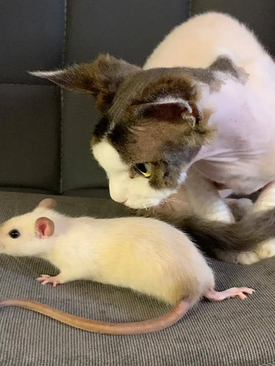 Кот Девон Рекс ищет хозяина