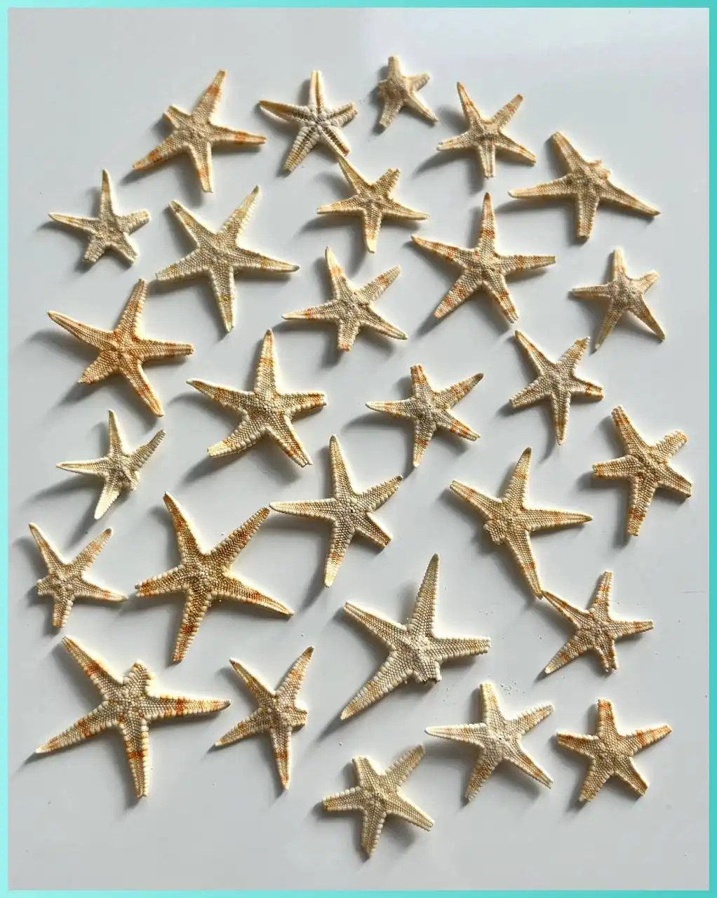 Морские звезды отколотые брак