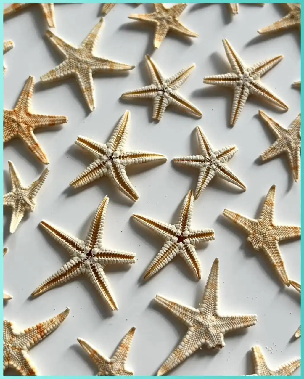 Морские звезды отколотые брак