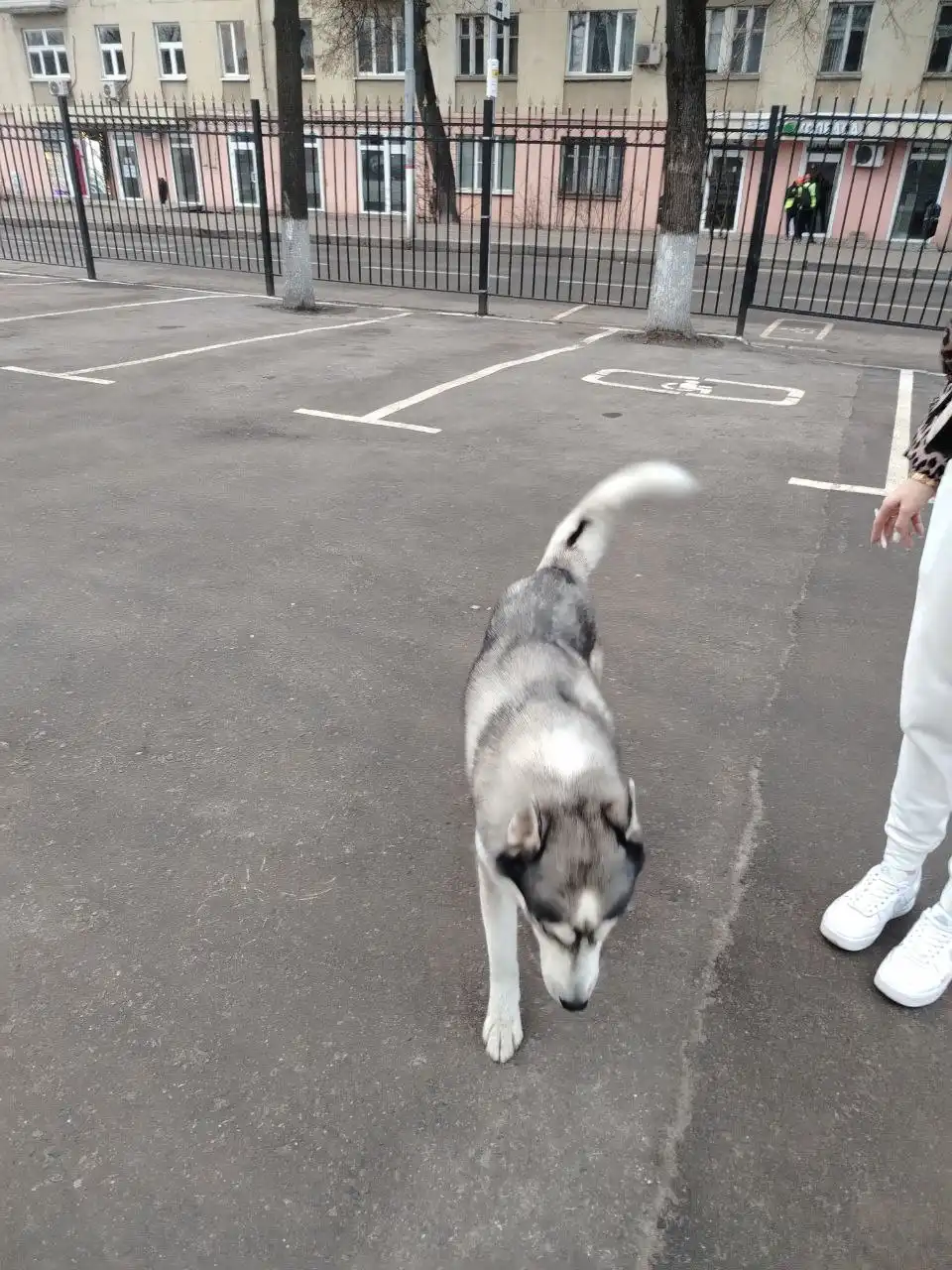 Потерянная собака в Химках