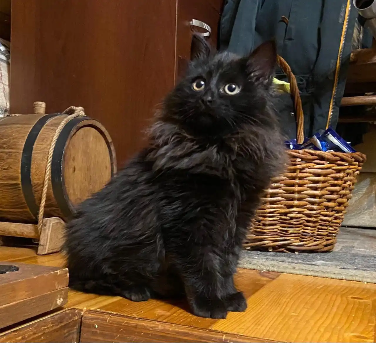 Ищем дом для котомальчика