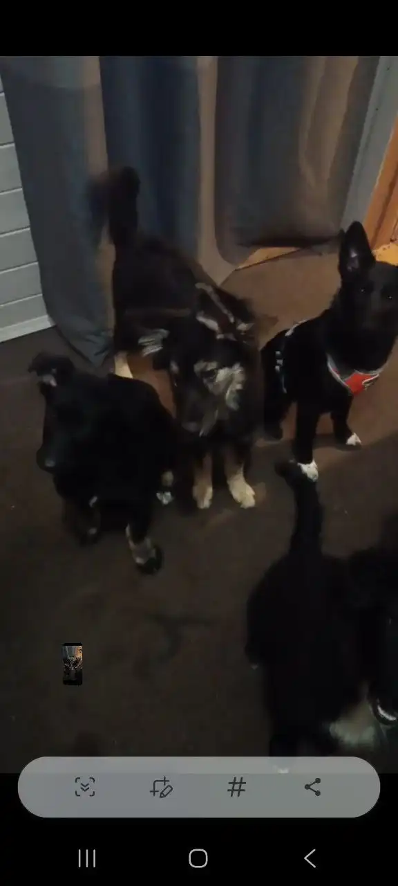 Нужна помощь волонтеру Людмиле с щенками в Химках