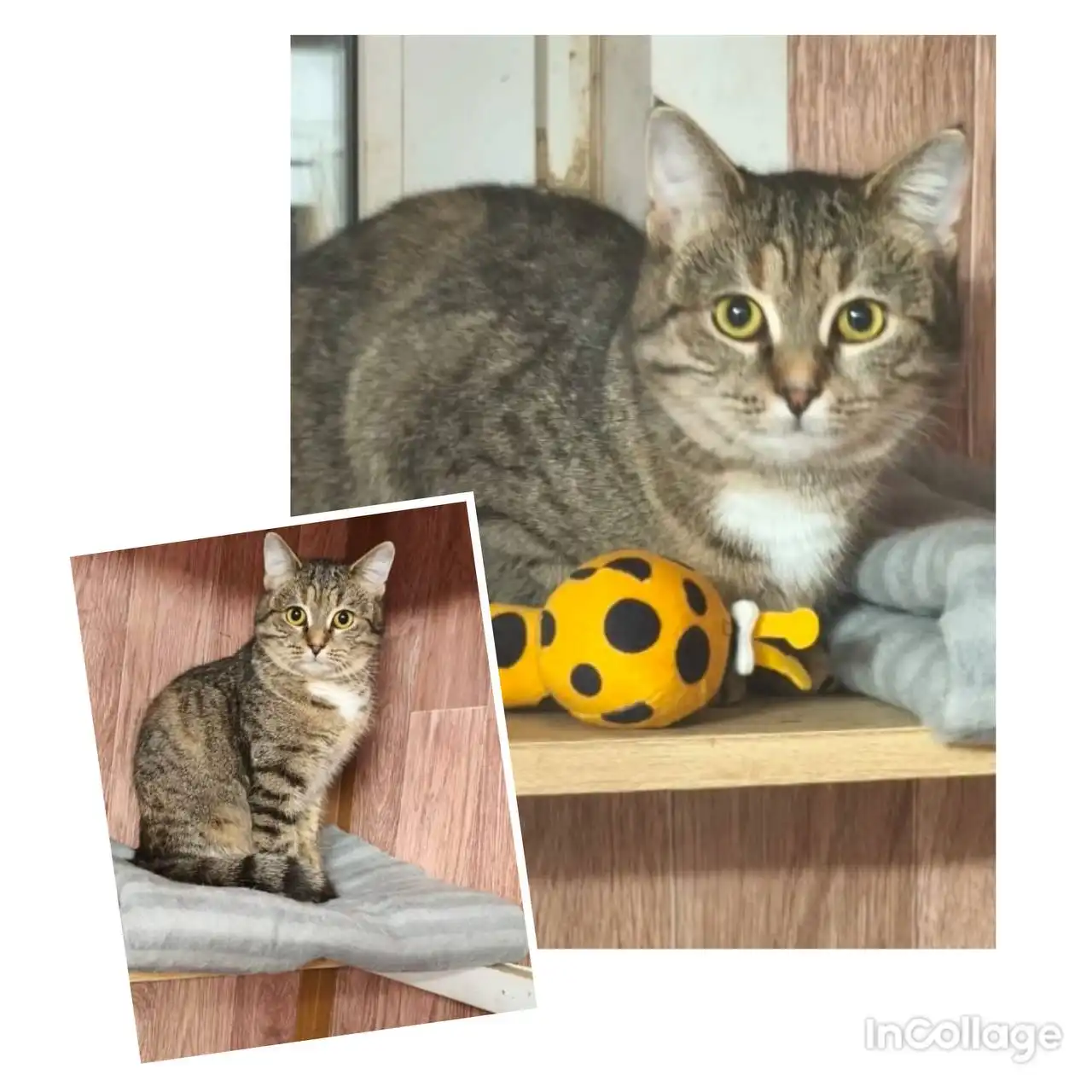 Котенок Соня ищет семью